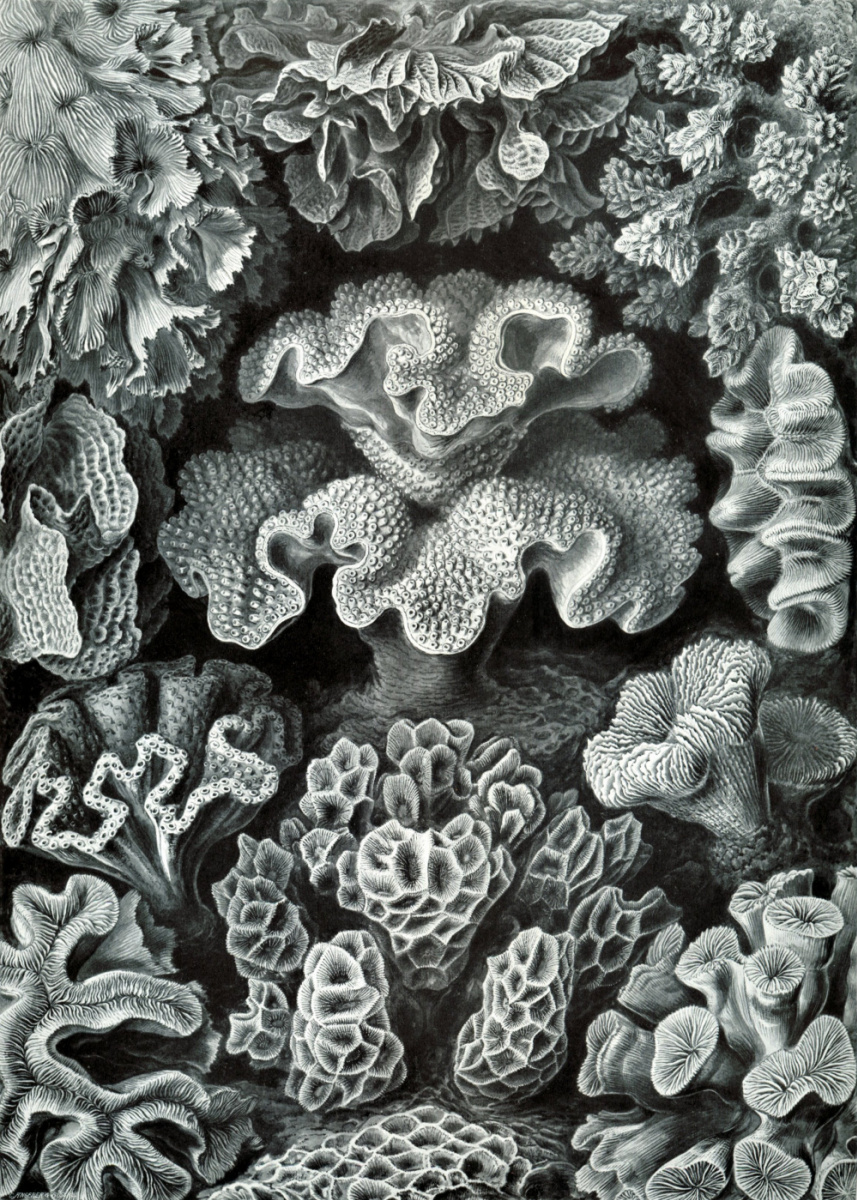 Ernst Heinrich Haeckel. Six-ray corals. "The beauty of form in nature"