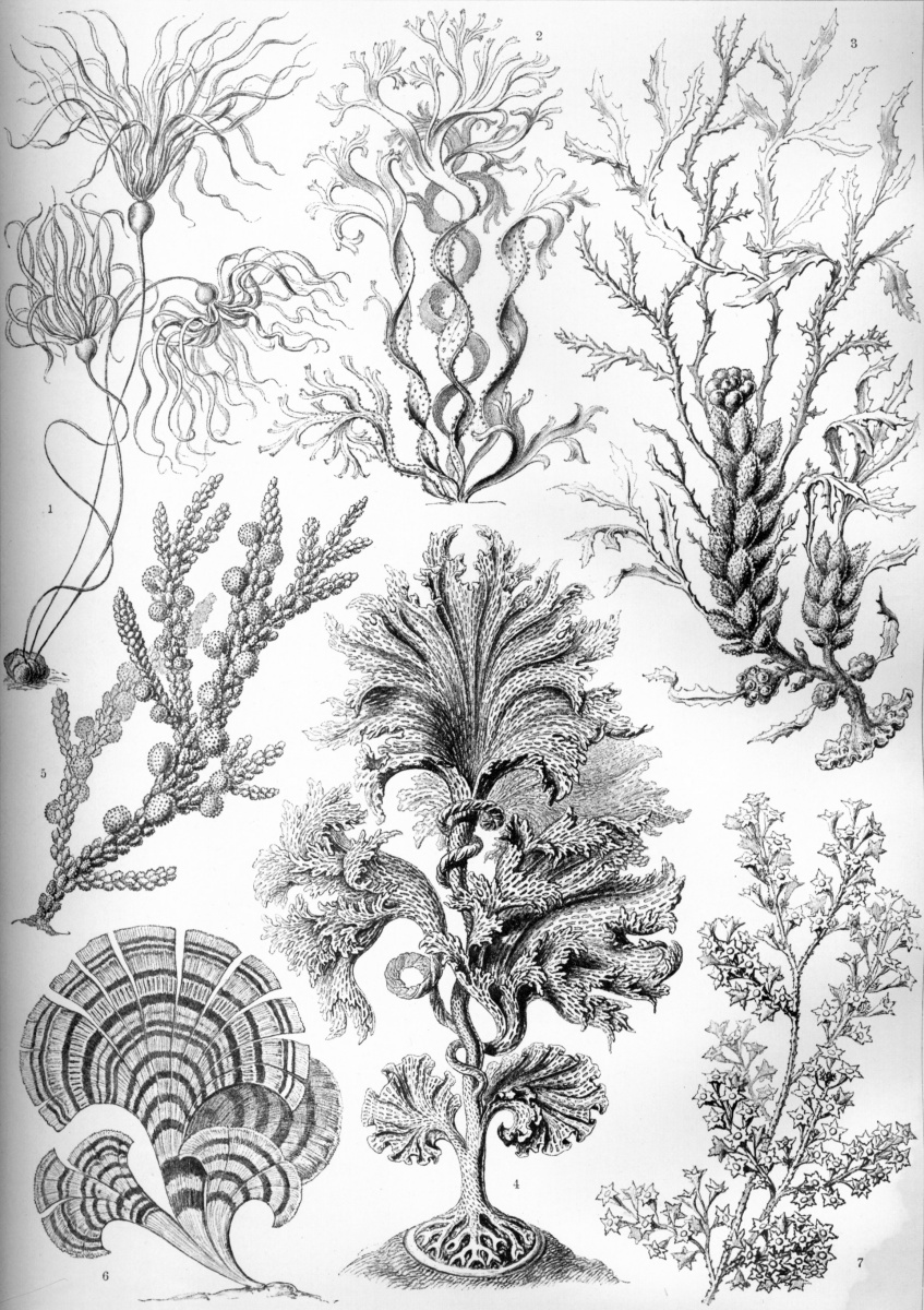 Ernst Heinrich Haeckel. Brown algae. "The beauty of form in nature"