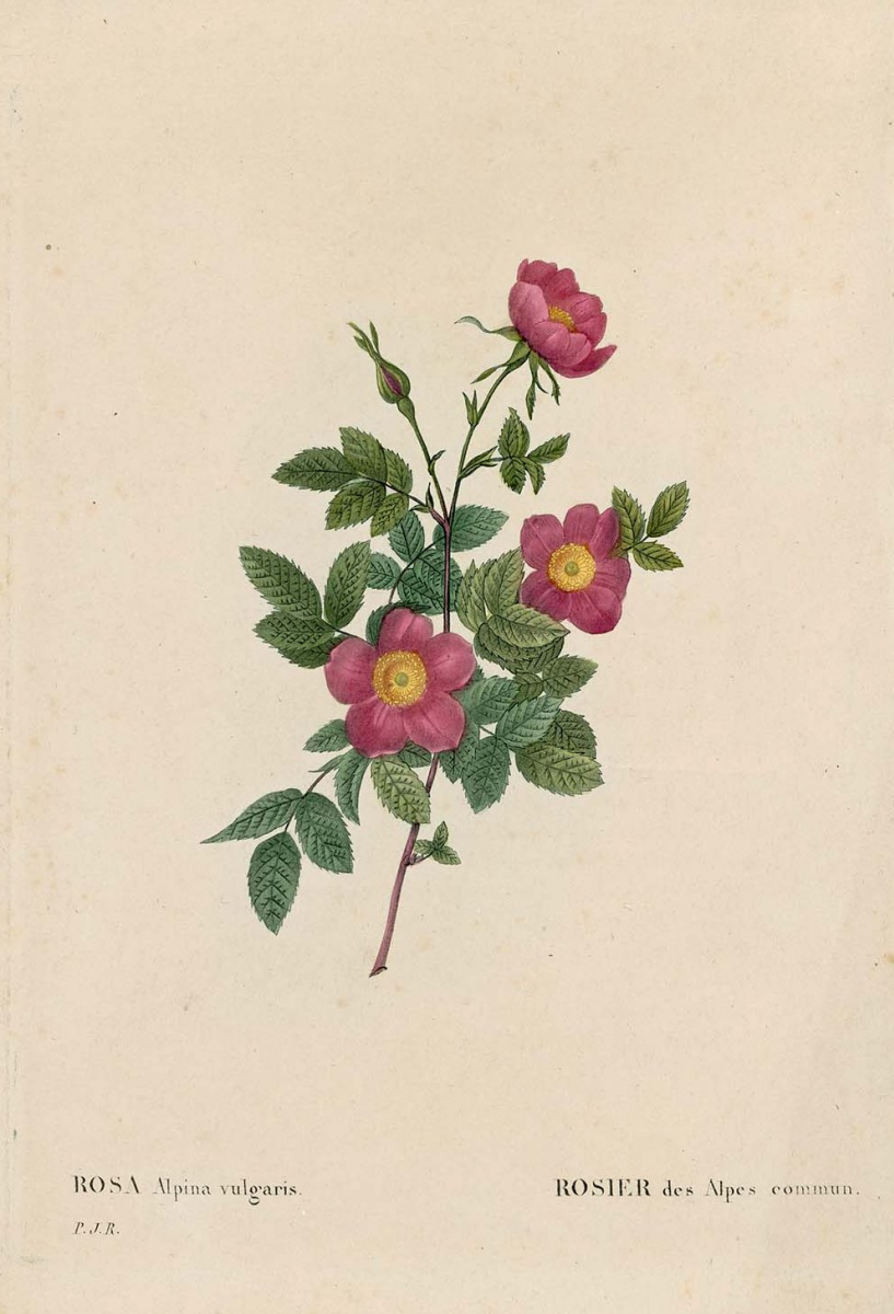 Pierre-Joseph Redoute. Alpina ordinary. "Roses"