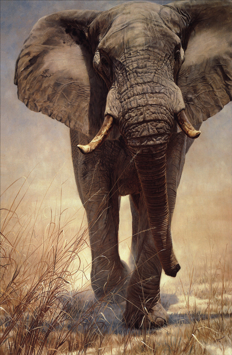 John Banovich. Elephant