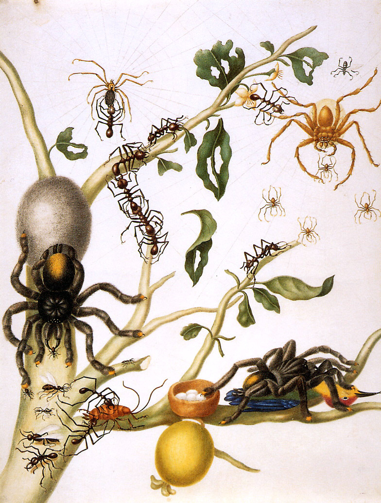 Maria Sibylla Merian. Guavas with giant crab spiders, orb-web spiders, umbrella ants, cockroaches, tarantulas and hummingbirds. Suriname