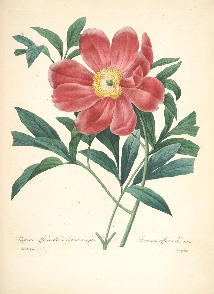 Pierre-Joseph Redoute. Peony medicinal. "Selection of the most beautiful flowers"
