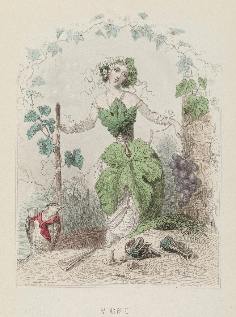 Jean Ignace Isidore Gérard Grandville. Grapes. The series "Animate Flowers"