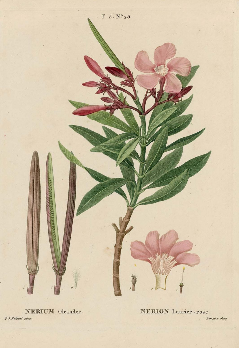 Pierre-Joseph Redoute. Oleander ordinary. "Cultivated trees and shrubs"