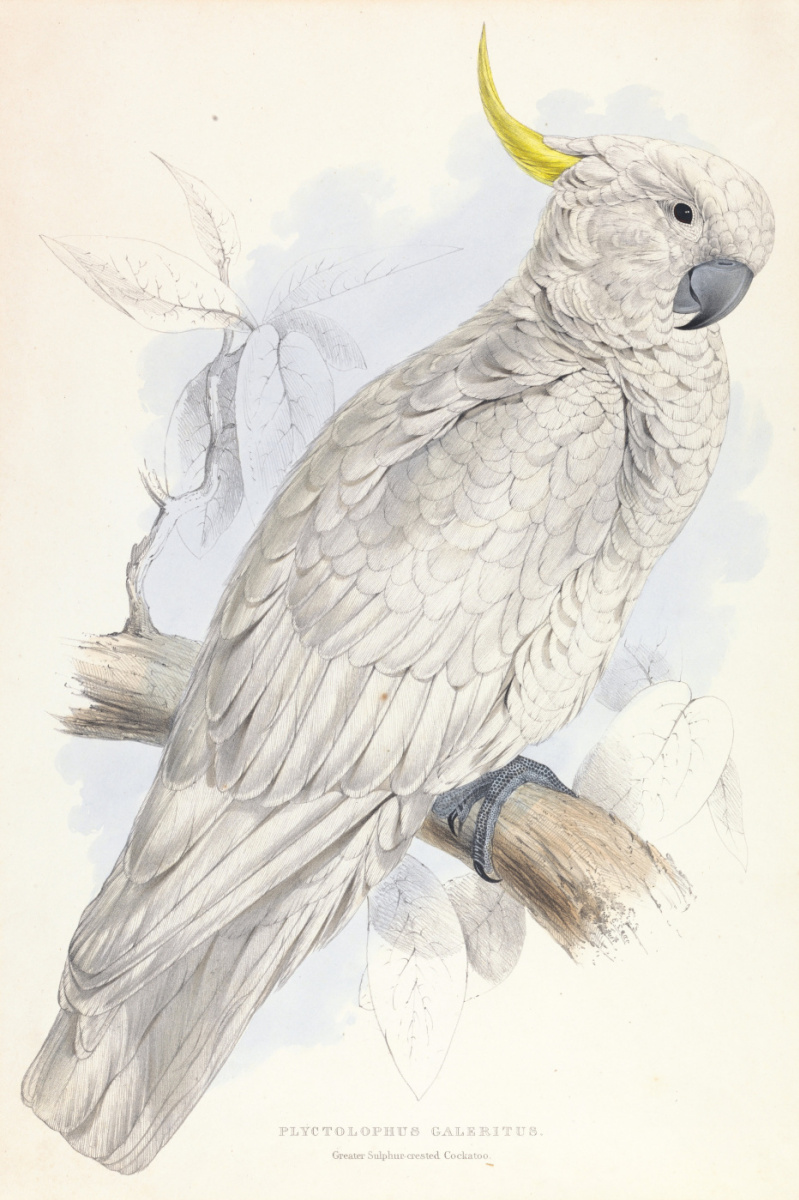 Edward Lear. Great Gray Crested Cockatoo
