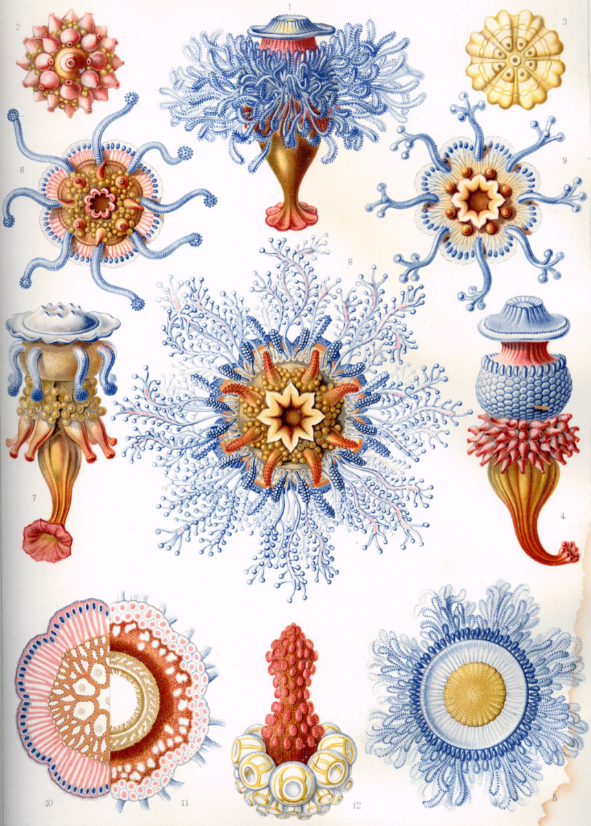 Ernst Heinrich Haeckel. Siphonophores. "La beauté de la forme dans la nature"