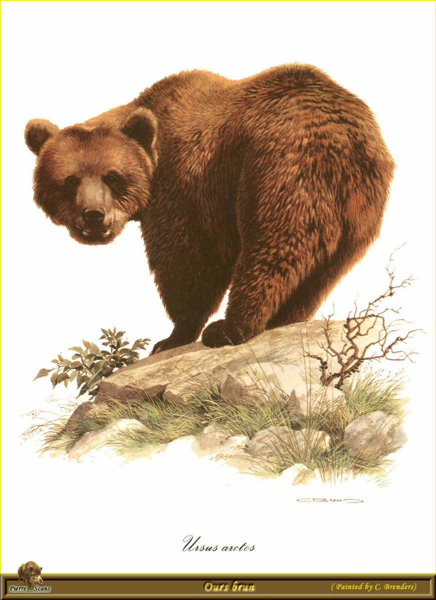 Carl Brenders. Bear