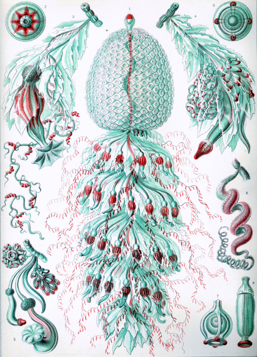 Ernst Heinrich Haeckel. Siphonophores. "The beauty of form in nature"