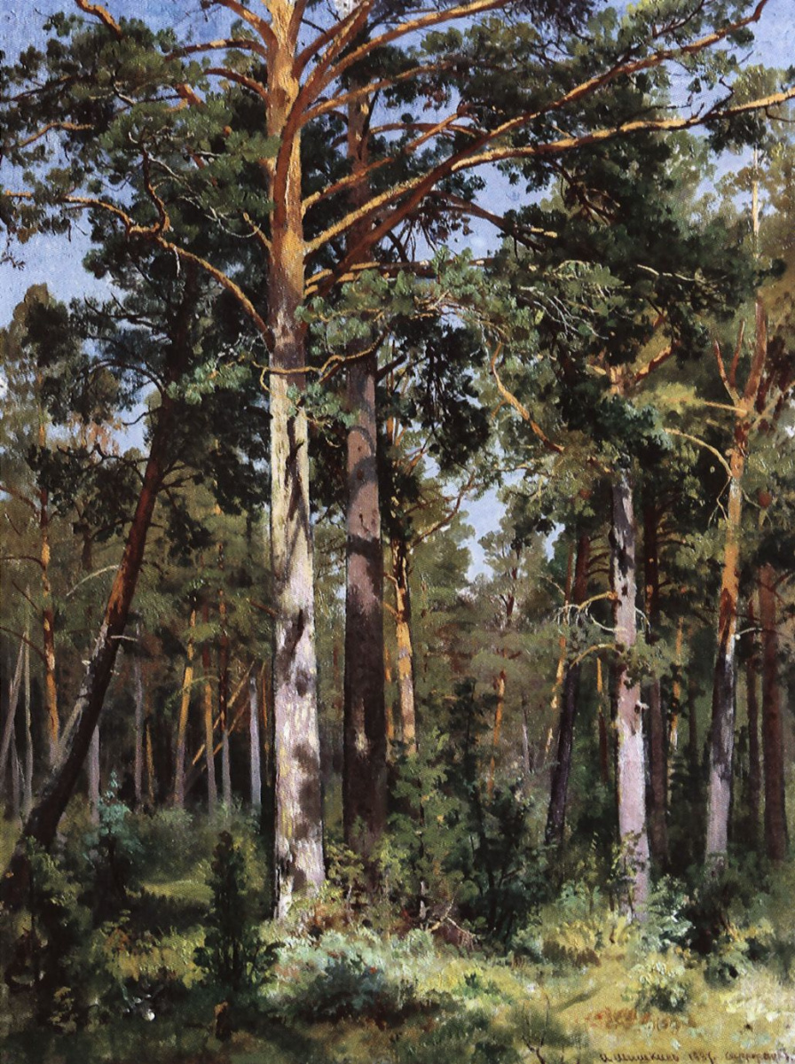 Ivan Ivanovich Shishkin. Boron in Sestroretsk