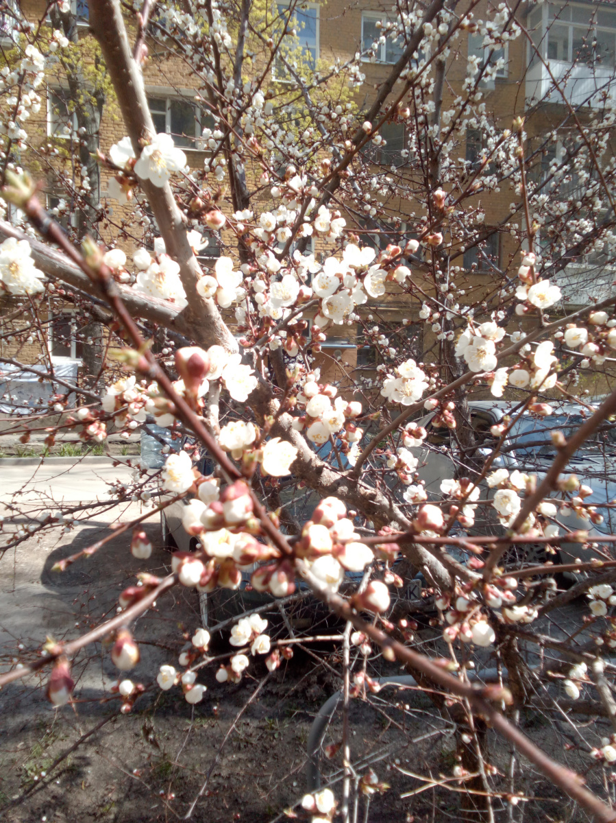 阿列克谢 格里桑科夫（阿列格里）. “春天暴雪”