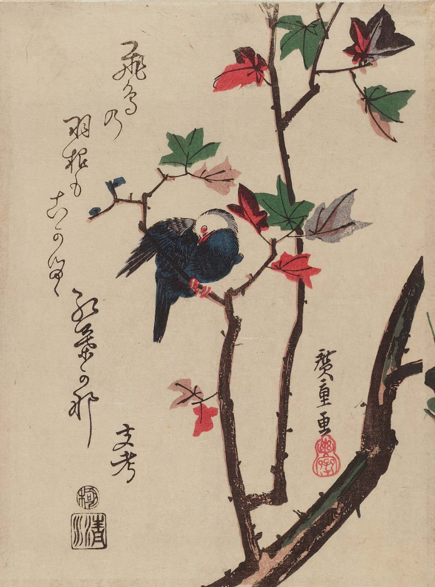 Utagawa Hiroshige. Griffon在槭树分支潜水。系列“鸟与花”