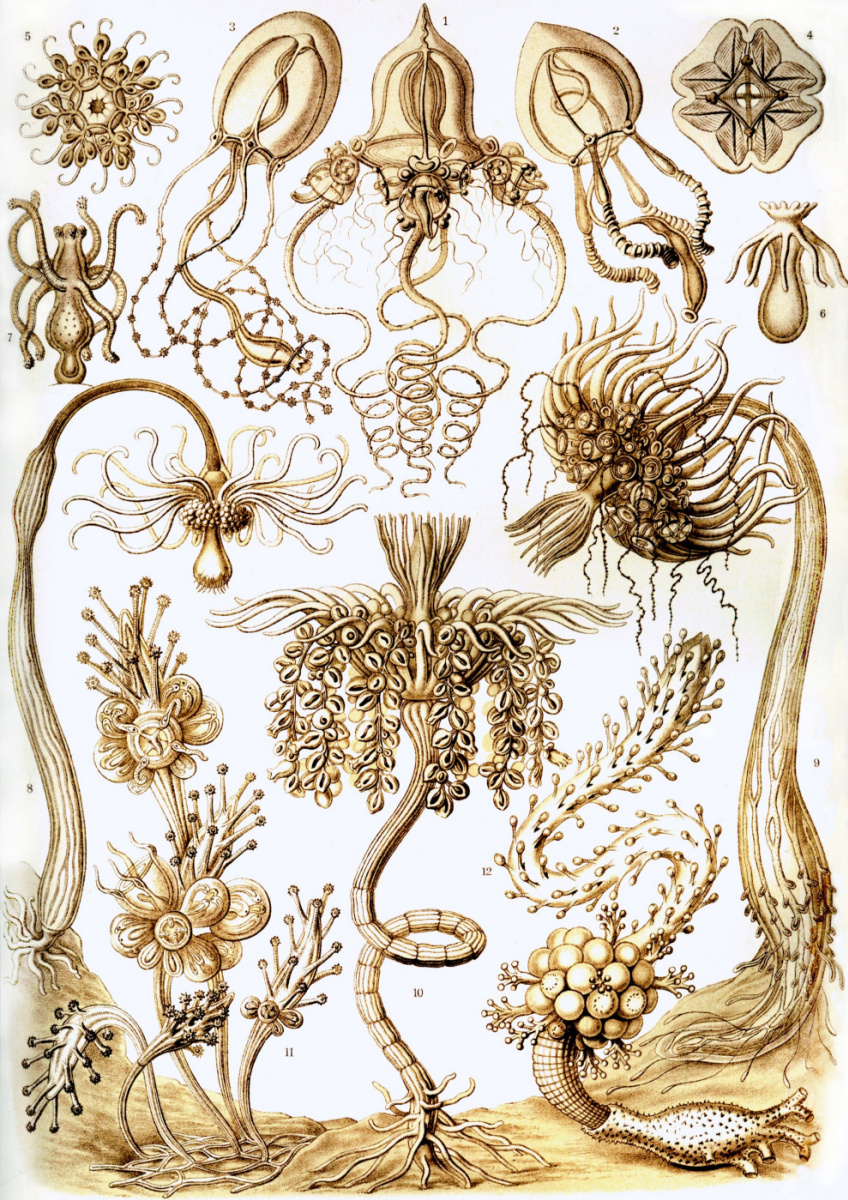 Ernst Heinrich Haeckel. Antomedusa, tubularia. "The beauty of form in nature"