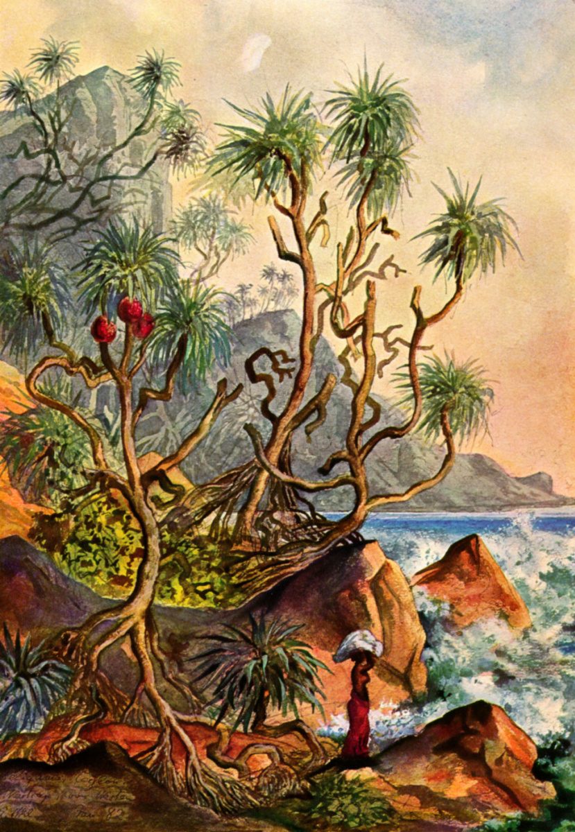 Ernst Heinrich Haeckel. Palm trees on the southern coast, Ceylon. "Wonders of the Tropical World"