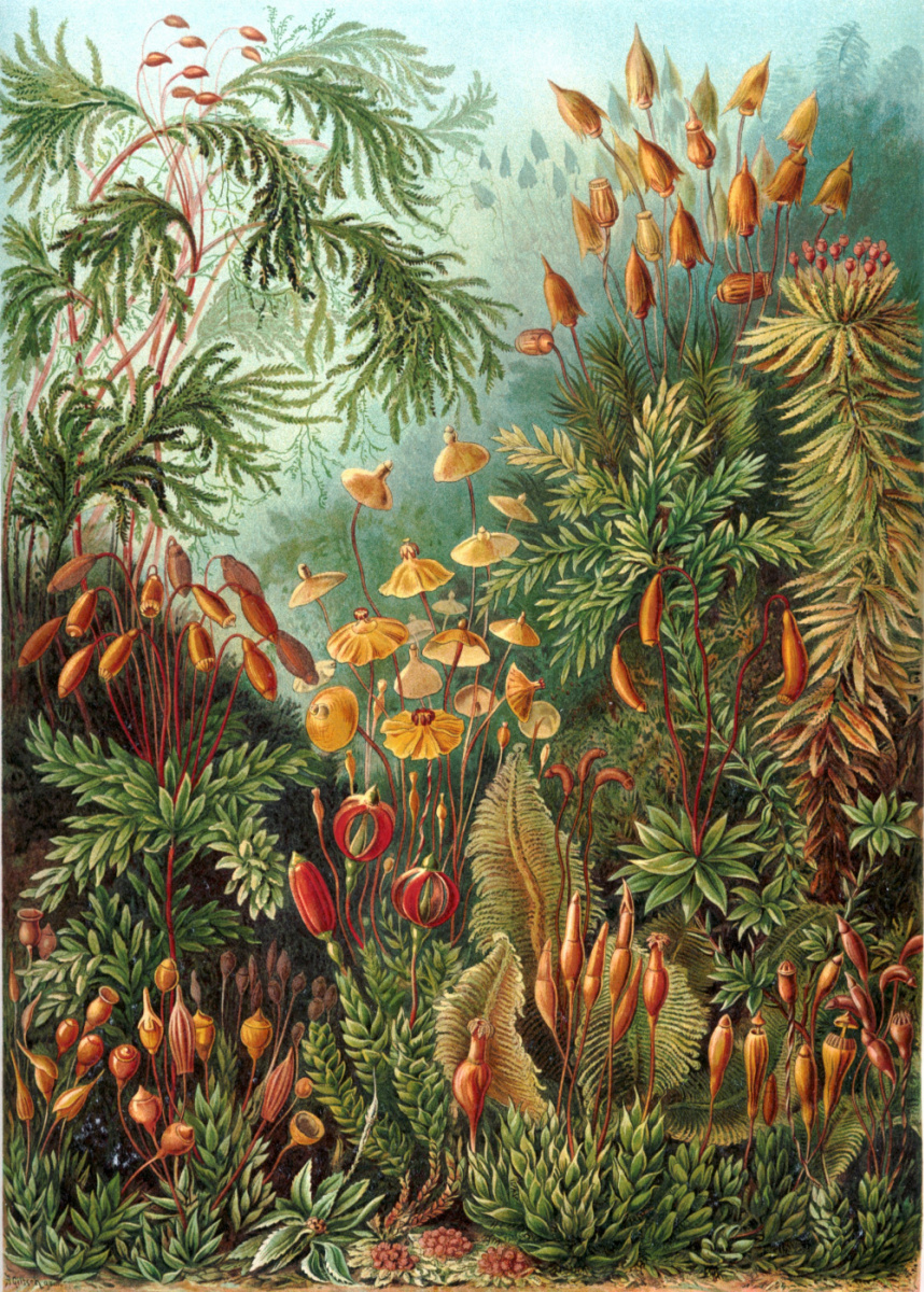 Ernst Heinrich Haeckel. Muskinai "The beauty of form in nature"