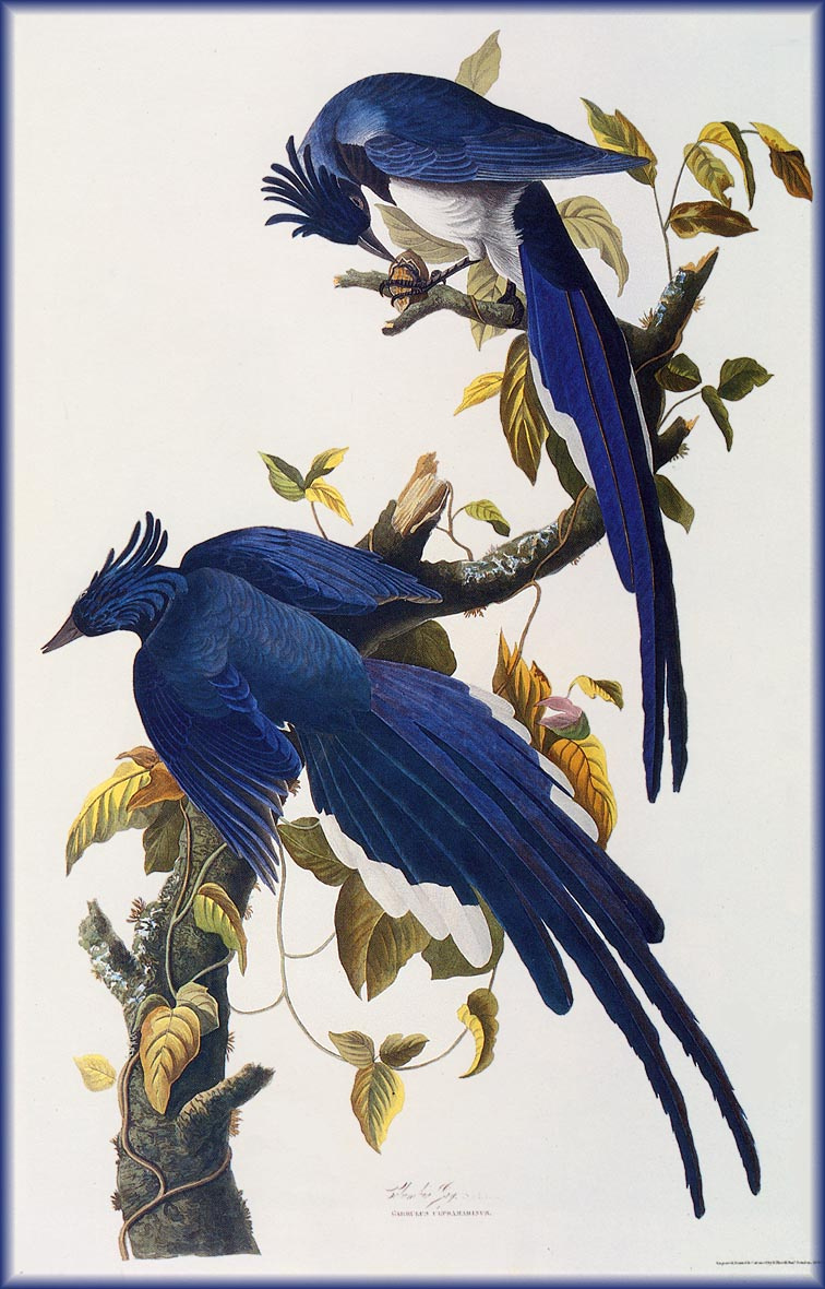 John James Audubon. Blue birds