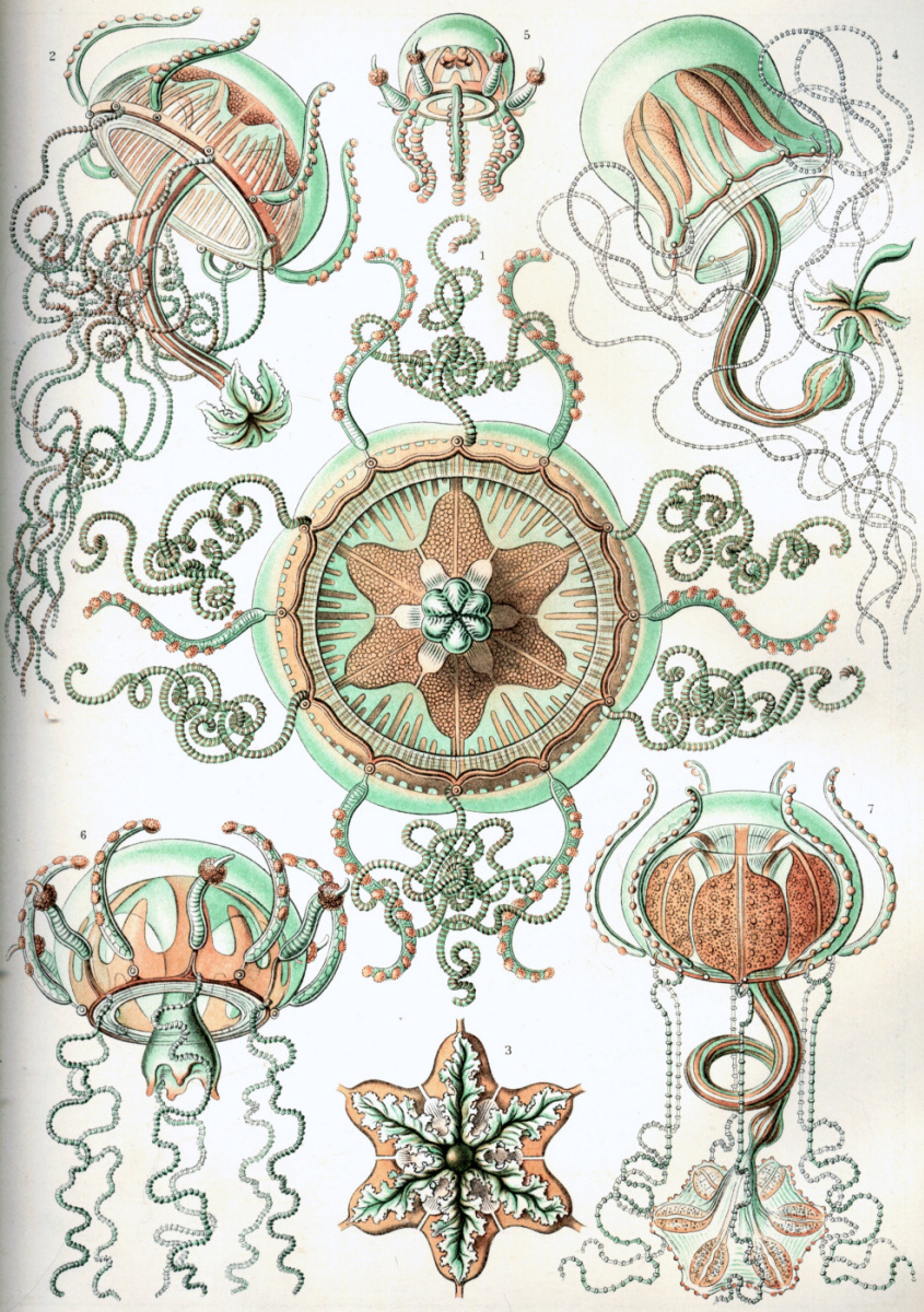 Ernst Heinrich Haeckel. Méduses-trachelins. "La beauté de la forme dans la nature"