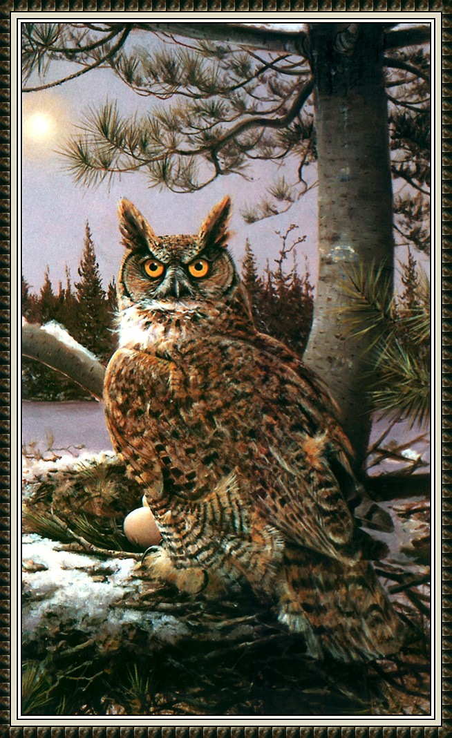 Owen Gromm. Great horned owl