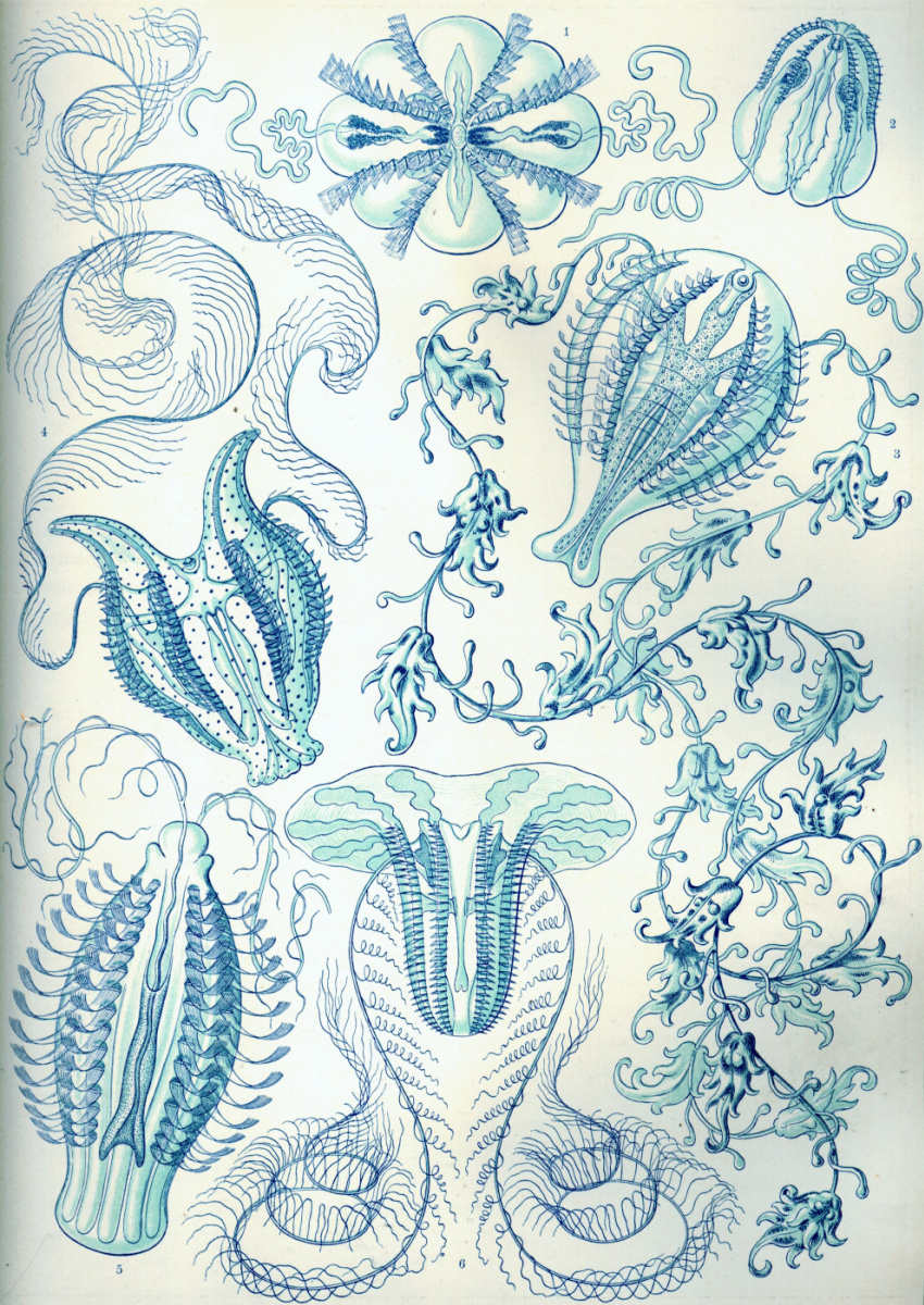 Ernst Heinrich Haeckel. Combs "The beauty of form in nature"