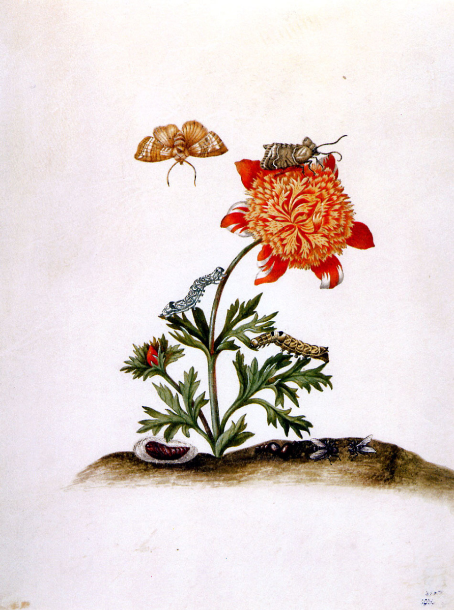 Maria Sibylla Merian. Crowned anemone and brown scoop. Tahiti