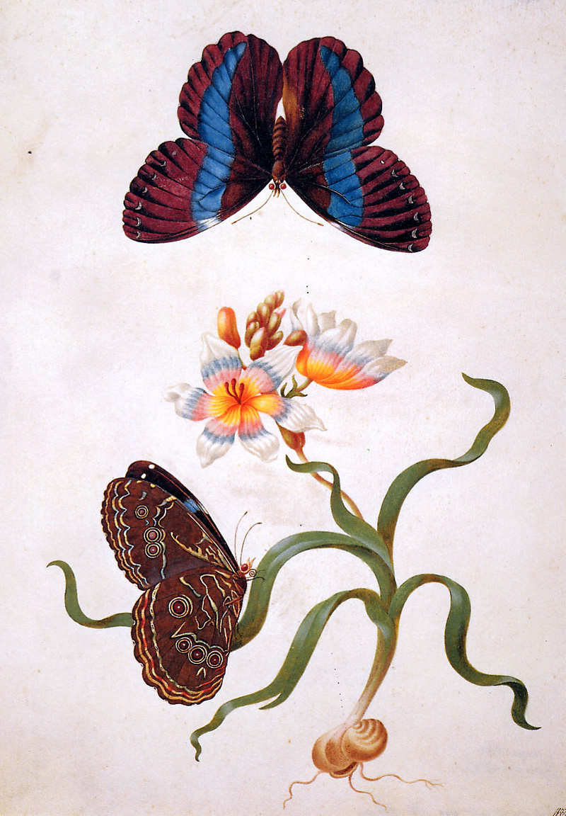 Maria Sibylla Merian. Herbal iris with exotic butterfly