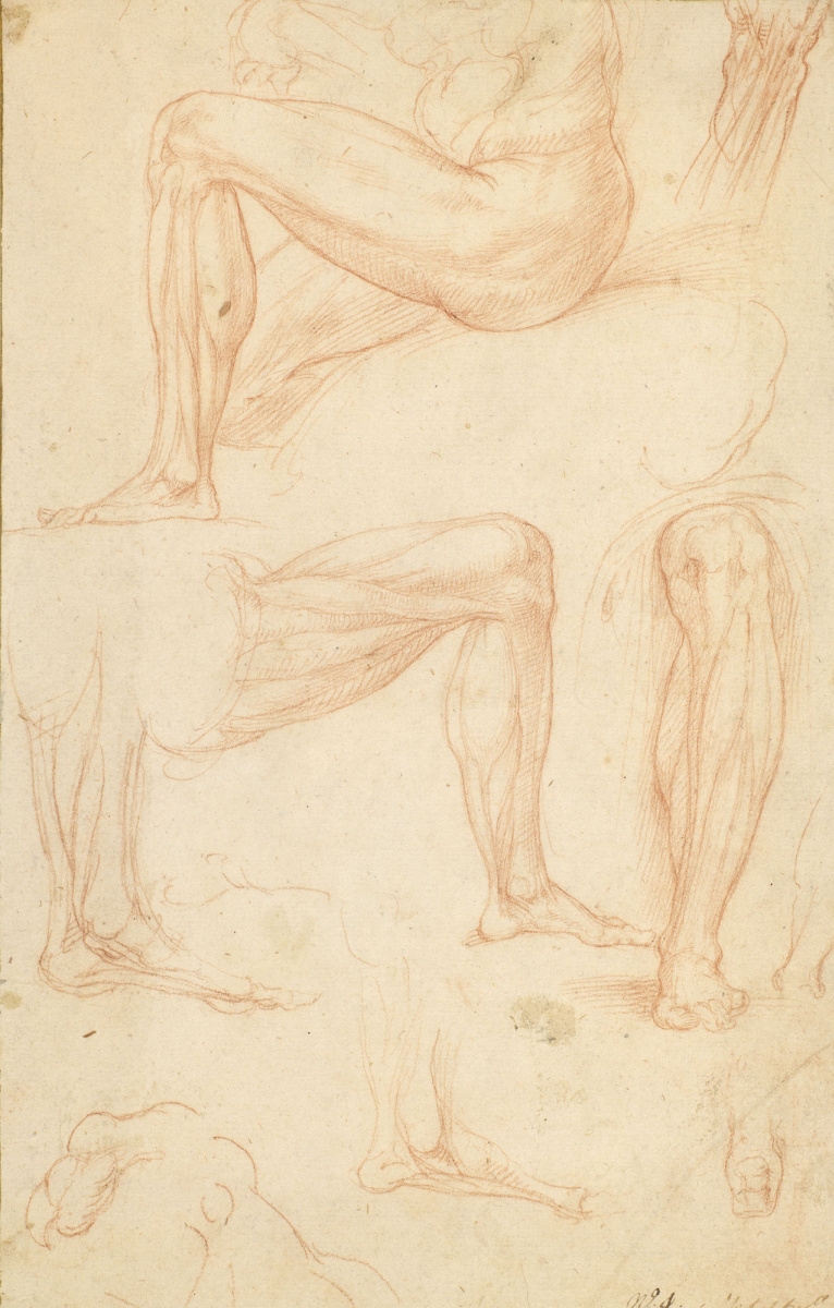 Giovanni Ambrogio Figino (Figino). Anatomical study