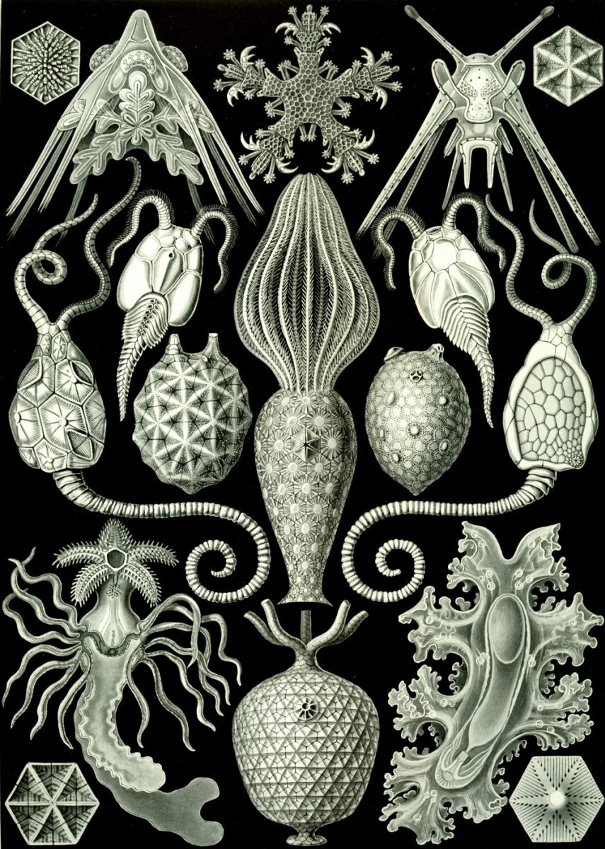 Ernst Heinrich Haeckel. Amphoridia. "The beauty of form in nature"