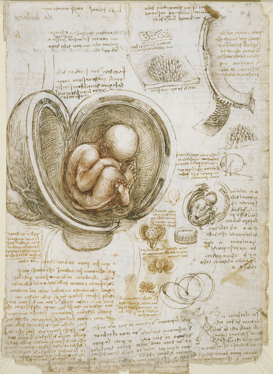 Leonardo da Vinci. The outline of the fetus in the womb