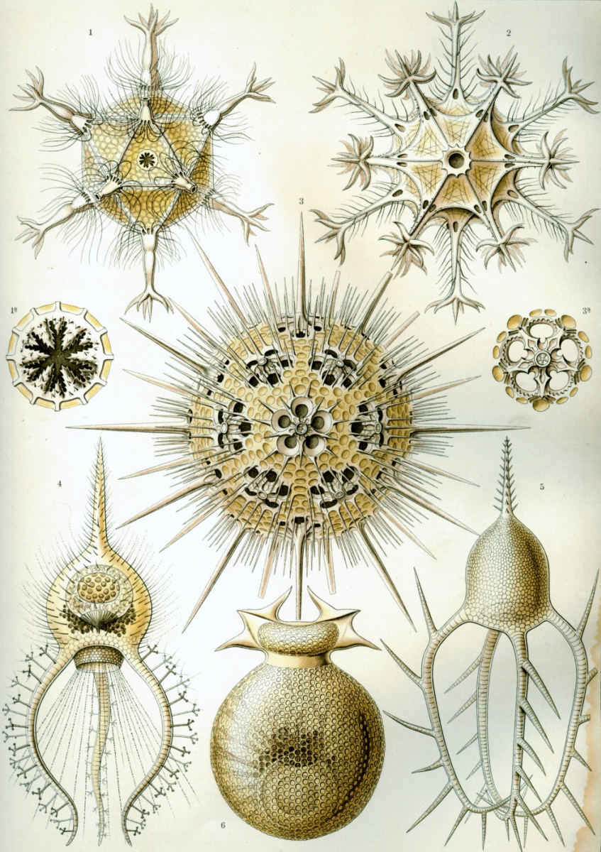 Ernst Heinrich Haeckel. Feodarii. "La belleza de la forma en la naturaleza".