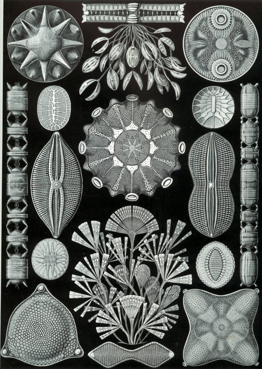 Ernst Heinrich Haeckel. Diatoms or diatoms. "The beauty of form in nature"