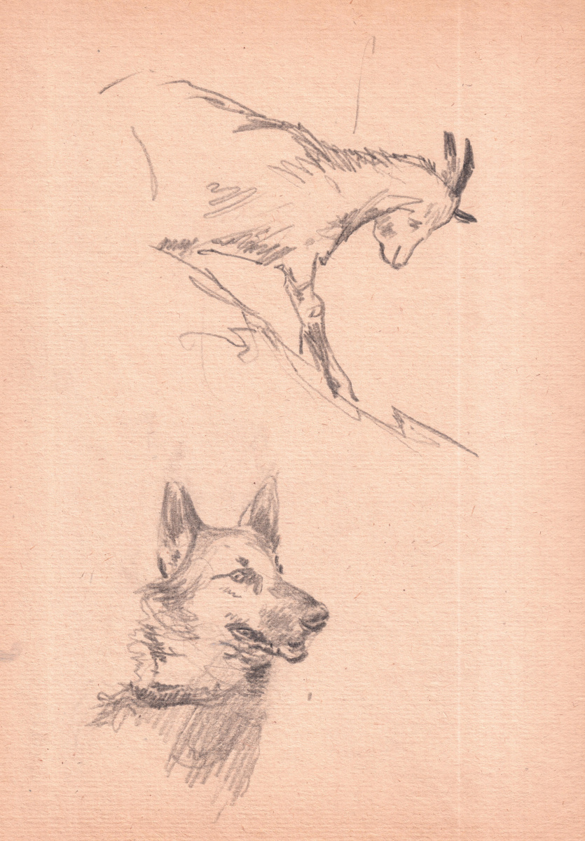 Arkady Pavlovich Laptev. Sketches of a sheepdog and a goat