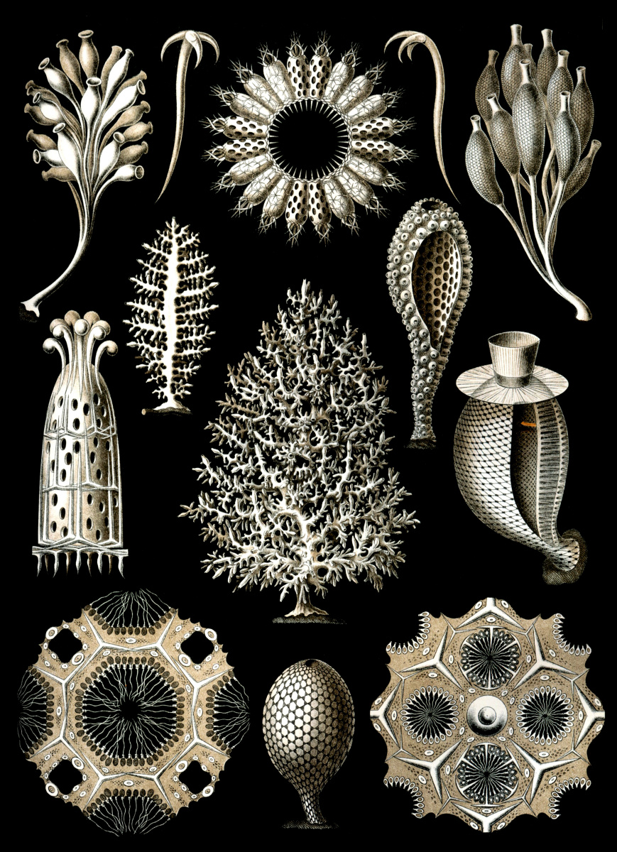 Ernst Heinrich Haeckel. Lime sponges. "The beauty of form in nature"