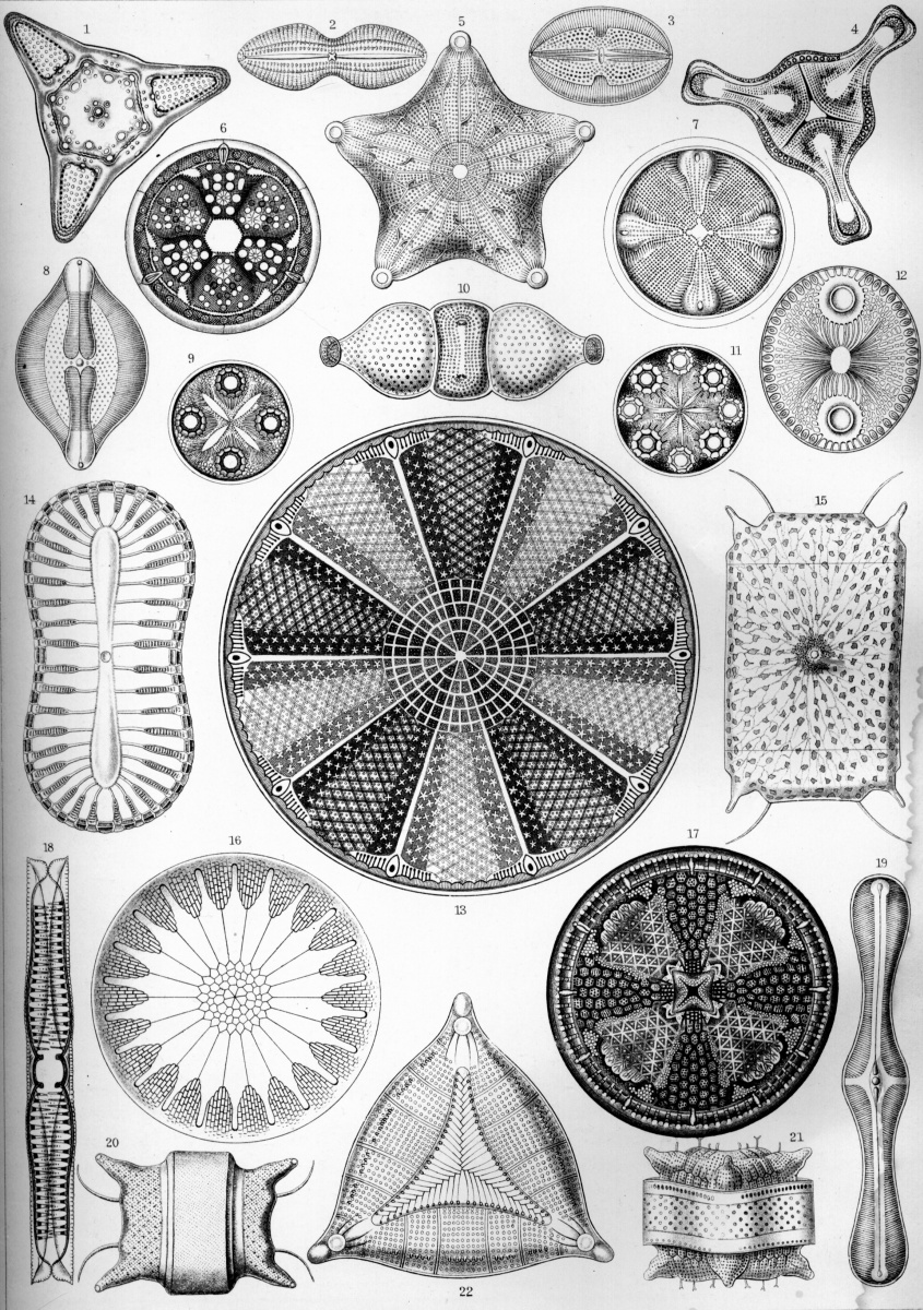 Ernst Heinrich Haeckel. Diatoms. "The beauty of form in nature"