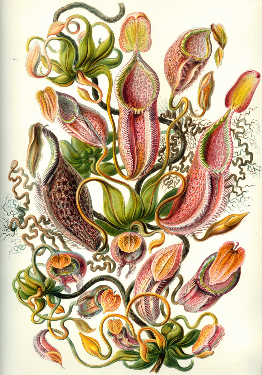 Ernst Heinrich Haeckel. Nepentes (jugs). "The beauty of form in nature"