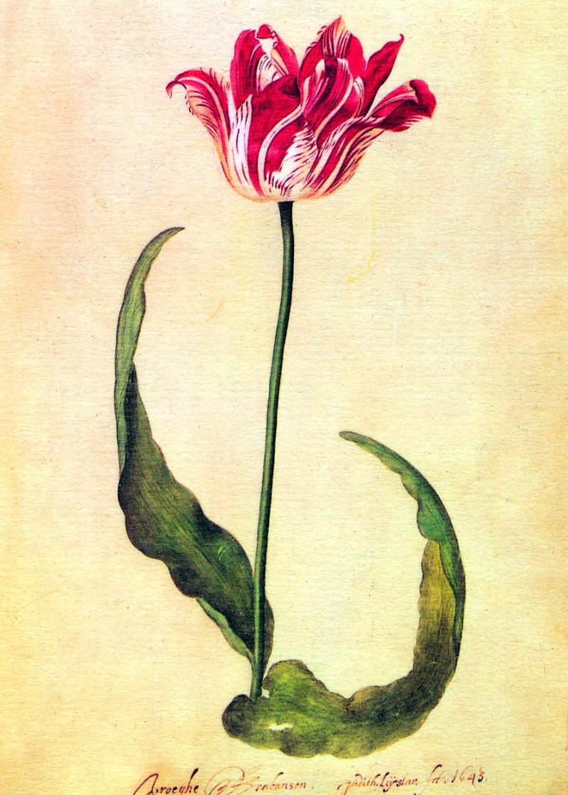 Judith Leyster. Tulip III
