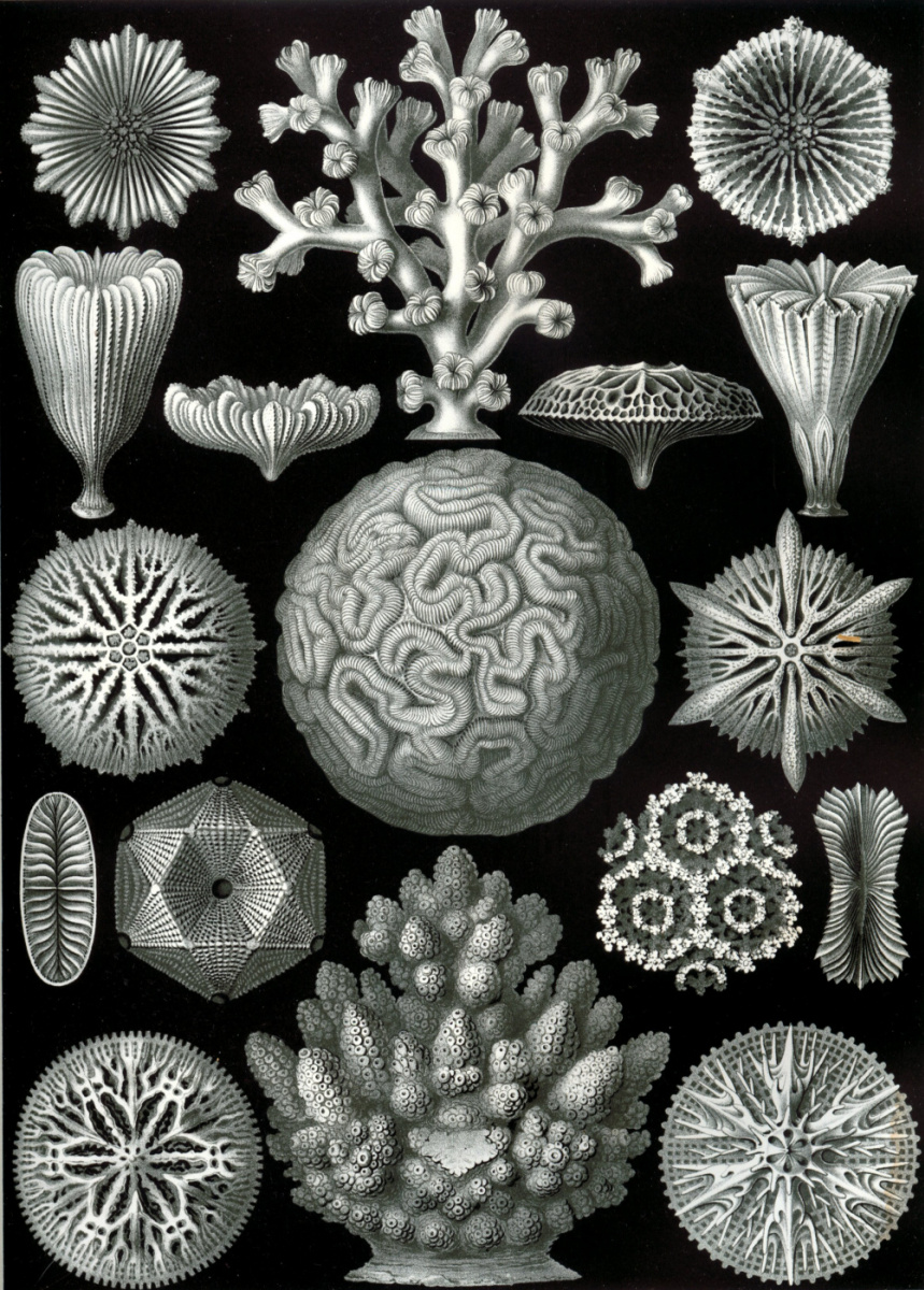 Ernst Heinrich Haeckel. Coralli a sei raggi. "La bellezza della forma nella natura"