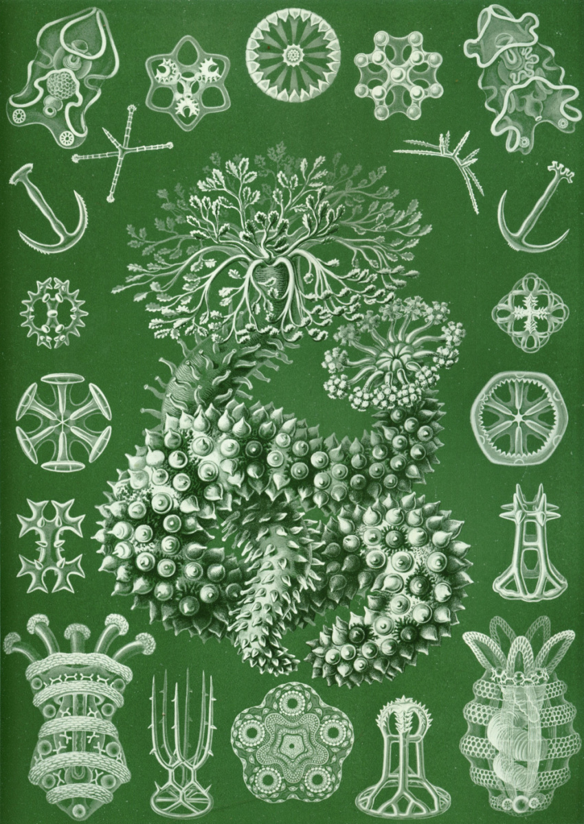 Ernst Heinrich Haeckel. Turoidei. "The beauty of form in nature"