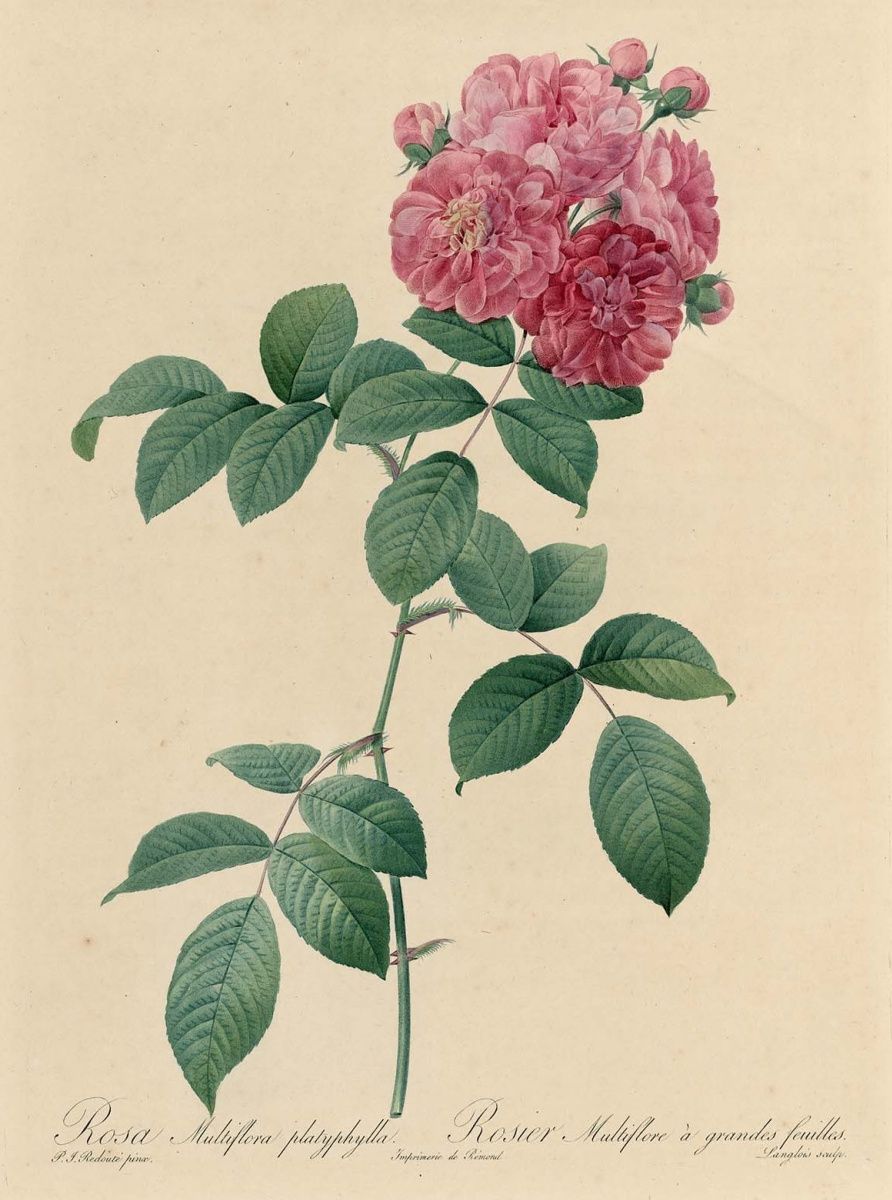 Pierre-Joseph Redoute. Multiflora platifilla. "Roses"