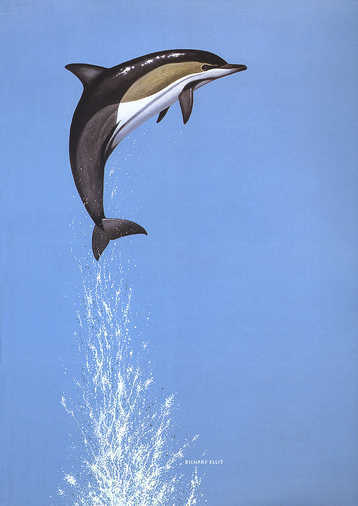 Richard Ellis. Dolphin