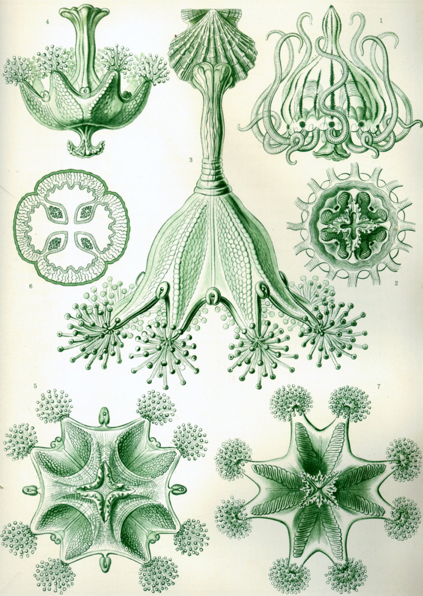 Ernst Heinrich Haeckel. Stavromedusa. "The beauty of form in nature"