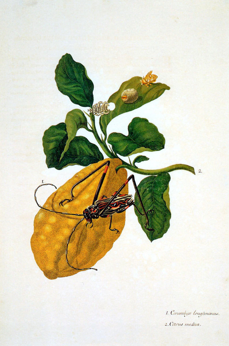 Maria Sibylla Merian. Citron with caterpillar monkey and long-legged harlequin