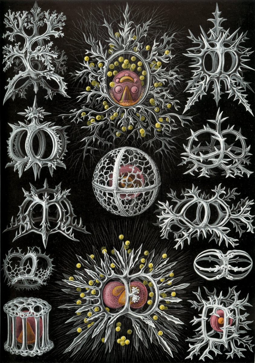 Ernst Heinrich Haeckel. Stefodii. "The beauty of form in nature"