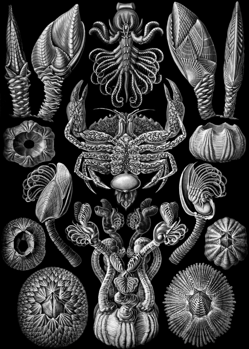 Ernst Heinrich Haeckel. Barnacles (Cyrips). "The beauty of form in nature"