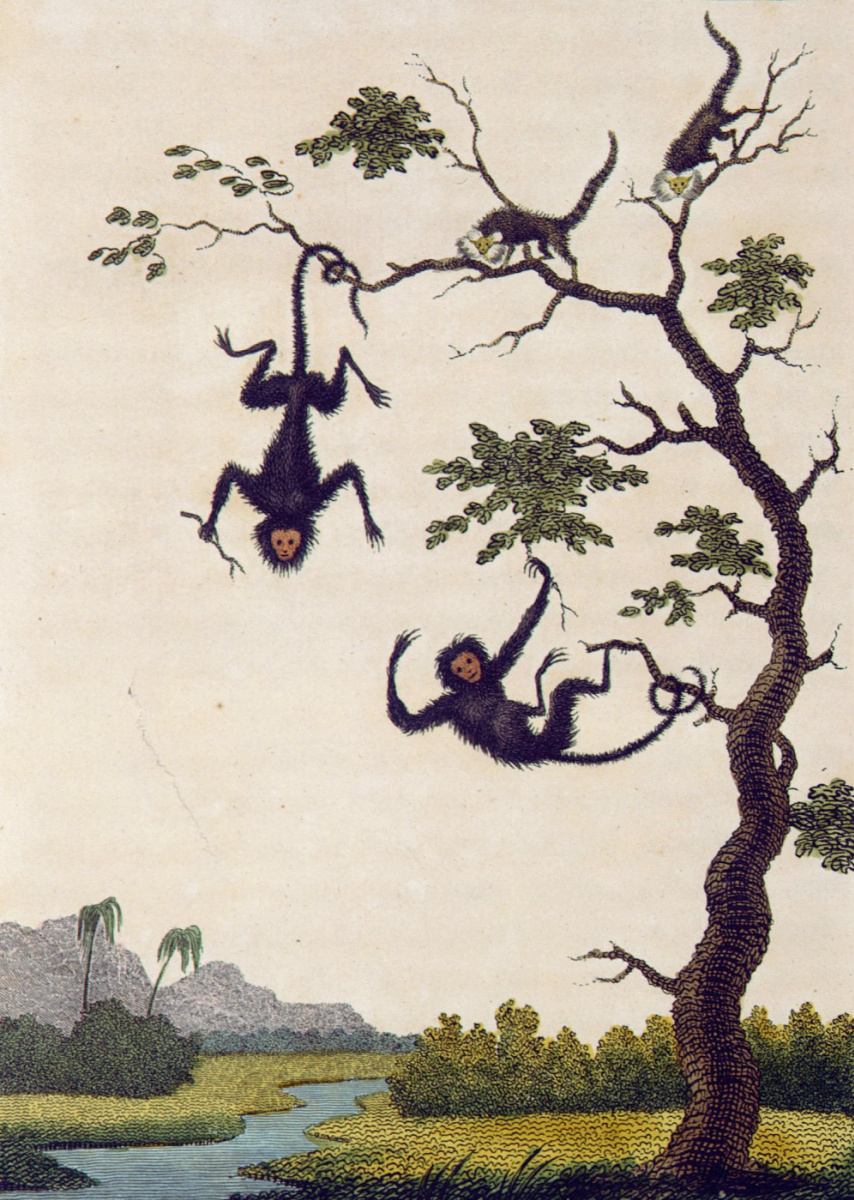 William Blake. Monkey on the tree. "The story of a five year expedition against the rebellious Negroes of Suriname"