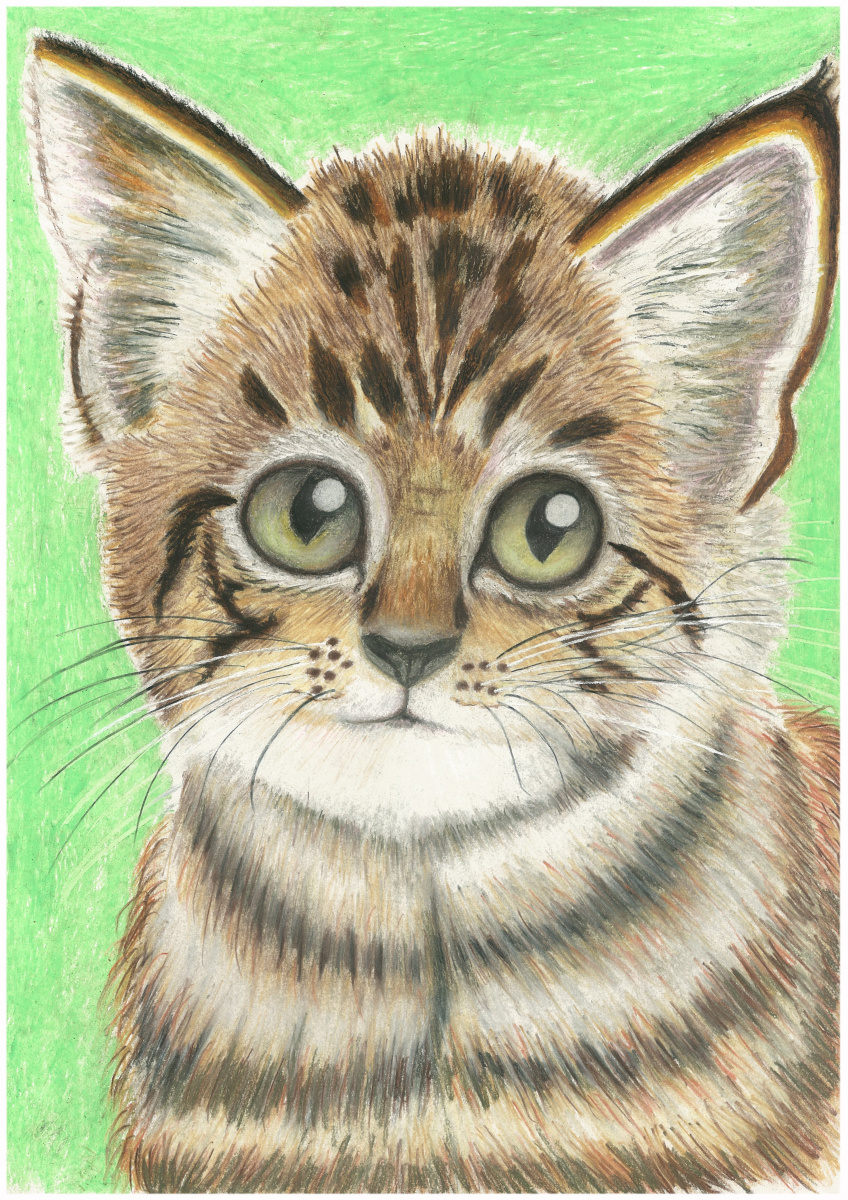 Ирина Владимировна Хазэ. Portrait of a kitten in pastel