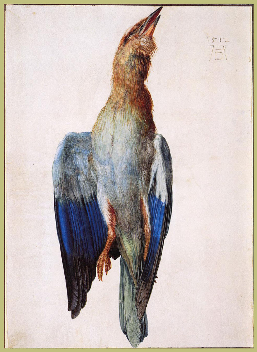 Albrecht Dürer. Dead Bluebird