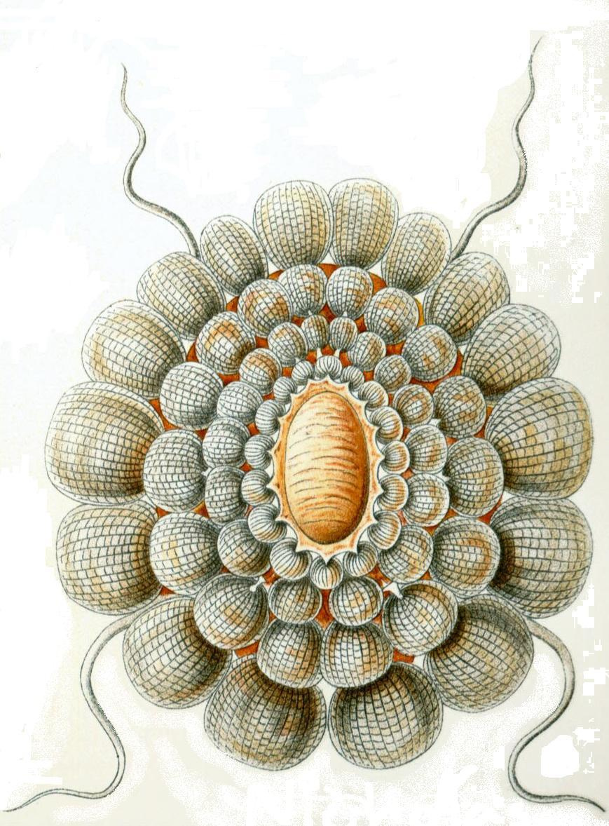 Ernst Heinrich Haeckel. Teretytsefey. "La beauté de la forme dans la nature"