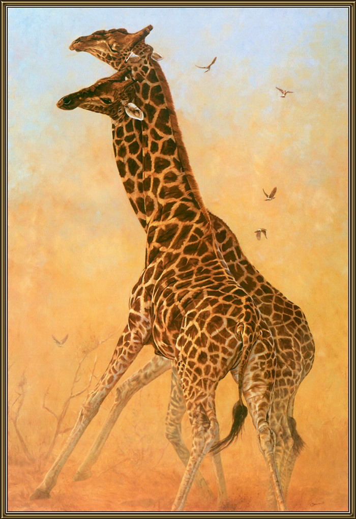 John Banovich. Two giraffe