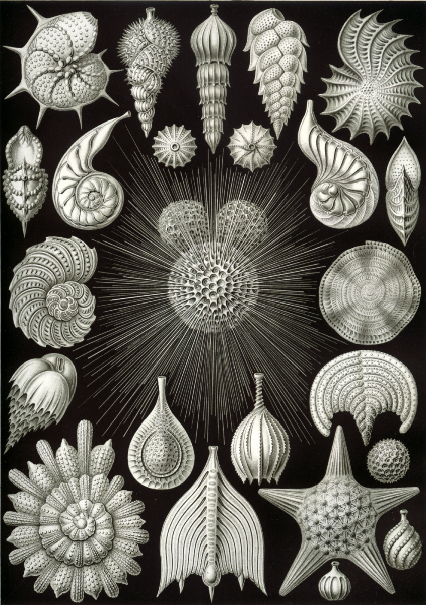 Ernst Heinrich Haeckel. Se hunde. "La belleza de la forma en la naturaleza".