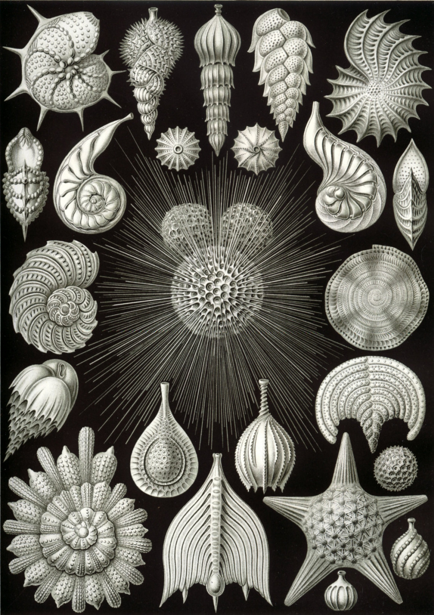 Ernst Heinrich Haeckel. Shell. "La bellezza della forma nella natura"