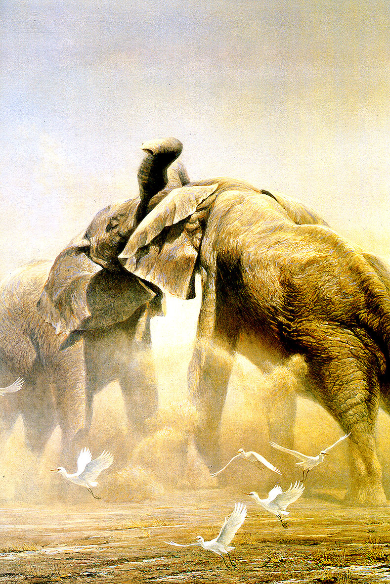 Robert Bateman. Elephants